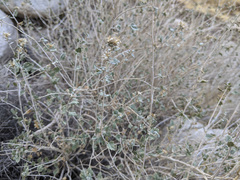 Brickellia desertorum