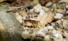 Hemiandrus pallitarsis