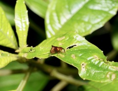 Oropterus coniger