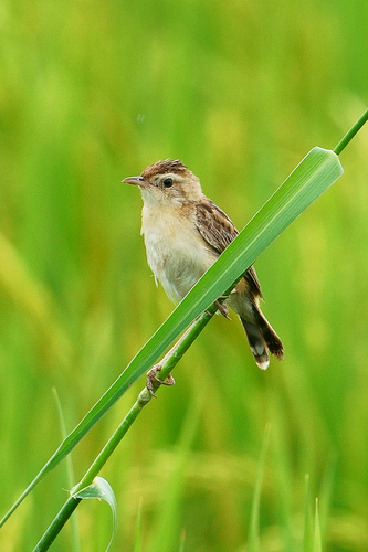 Zitting Cisticola