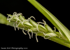 Carex grisea