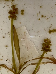 Potamogeton ochreatus