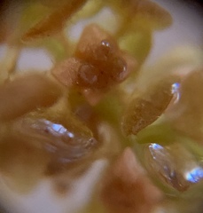 Potamogeton ochreatus