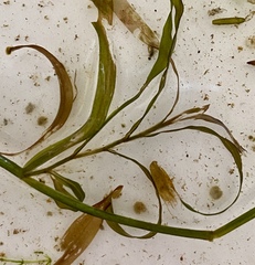 Potamogeton ochreatus
