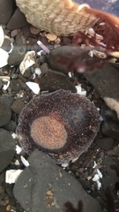 Stylochoidea