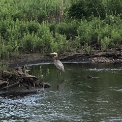 Ardea herodias