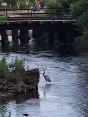 Ardea herodias