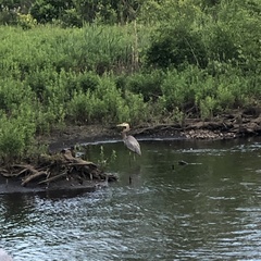Ardea herodias