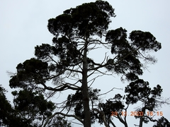 Callitris columellaris