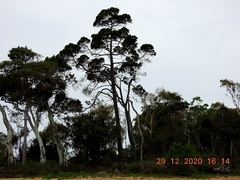 Callitris columellaris