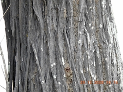 Callitris columellaris