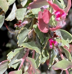 Adenanthos cuneatus