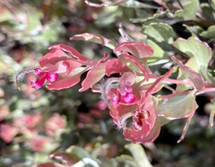 Adenanthos cuneatus