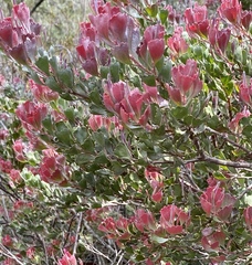 Adenanthos cuneatus