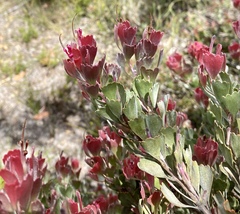 Adenanthos cuneatus