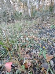 Asclepias perennis image