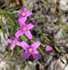 Boronia spathulata