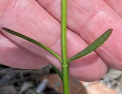 Boronia spathulata