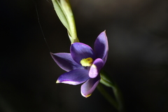 Thelymitra hatchii