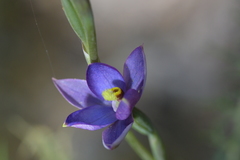 Thelymitra hatchii