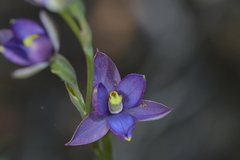 Thelymitra hatchii