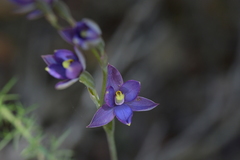 Thelymitra hatchii