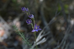 Thelymitra hatchii