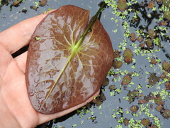 Nymphaea gigantea