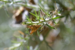 Glaucocharis selenaea
