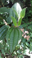 Miconia australis