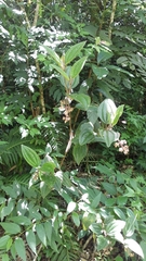 Miconia australis