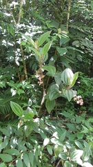 Miconia australis