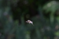 Scaptia adrel