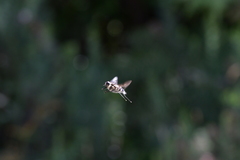 Scaptia adrel