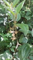Miconia australis