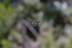 Scaptia adrel