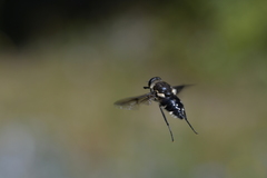 Scaptia adrel