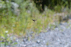 Scaptia adrel