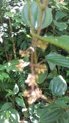 Miconia australis