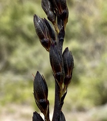 Haemodorum spicatum