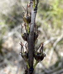 Haemodorum spicatum