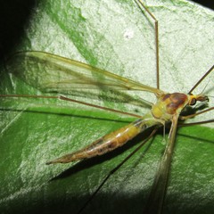 Leptotarsus viridis