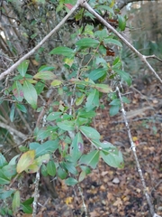 Viburnum obovatum