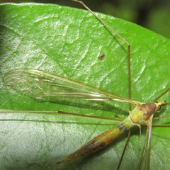 Leptotarsus viridis