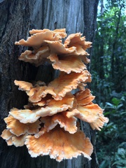 Laetiporus versisporus