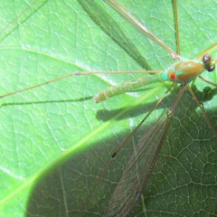 Leptotarsus holochlorus