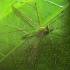 Leptotarsus holochlorus