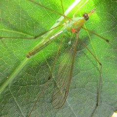 Leptotarsus holochlorus
