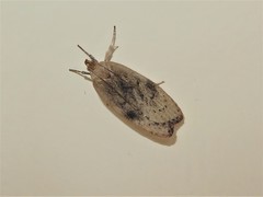 Phaeosaces coarctatella