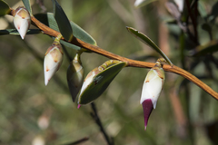 Conostephium pendulum